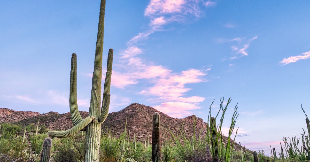 Tucson, United States